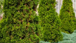 Dobre nawodnienie tui na jesień sprawi, że krzewy przetrwają zimę, a wiosną zazielenią i zagęszczą.