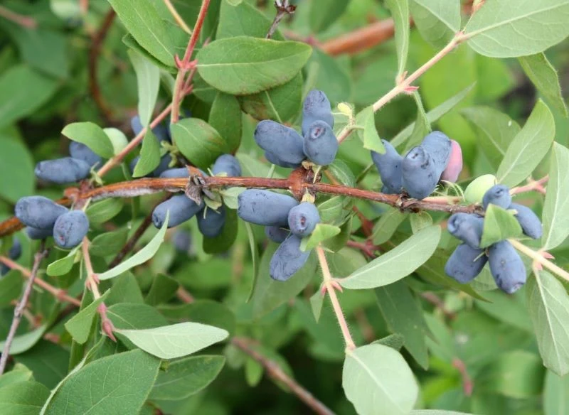 Cechą wspólną jagody kamczackiej i borówki amerykańskiej są bardzo zdrowe owoce