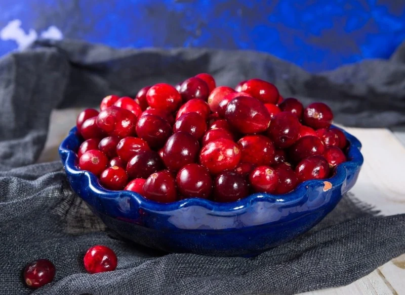 Żurawina wielkoowocowa Pilgrim rodzi wielkie owoce, które posiadają mnóstwo, które mają mnóstwo właściwości prozdrowotnych