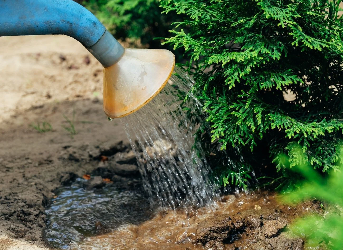 Słabo nawodniona na jesień tuja, będzie miała duże kłopoty z regeneracją na wiosnę