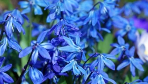 Cebulica syberyjska - posadź we wrześniu, zachwyci wiosną. Najpopularniejsze odmiany i gatunki, uprawa oraz pielęgnacja