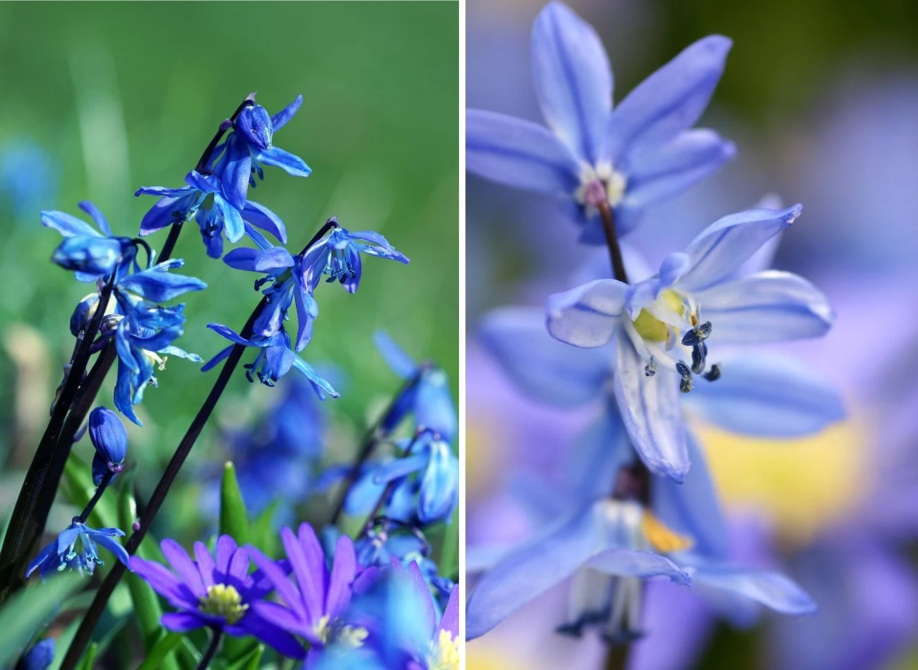 Cebulica syberyjska występuje w kilku odmianach