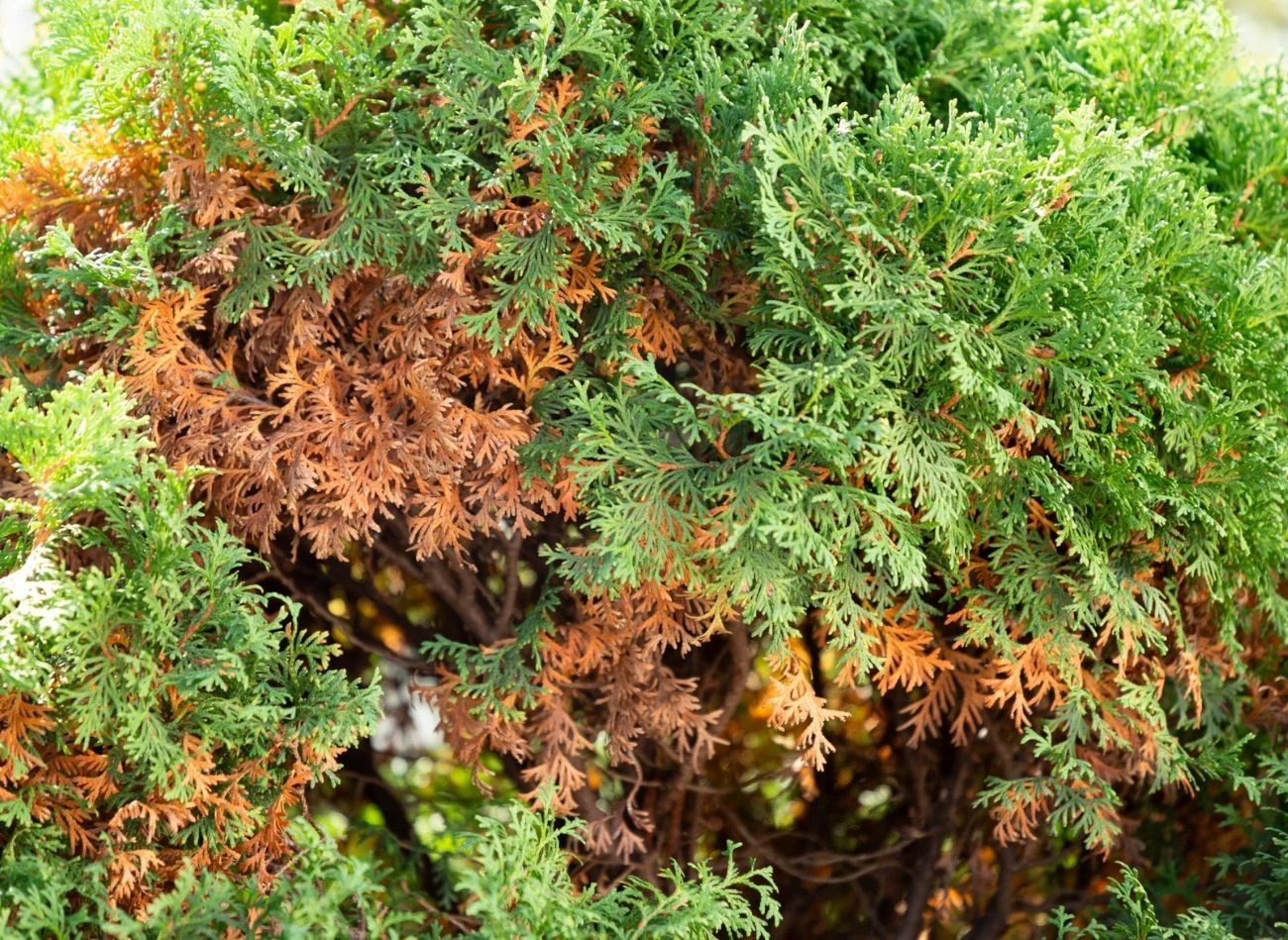 Brak wody doprowadza m