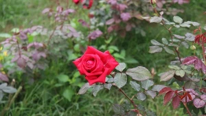 Sprawdź, jak rozmnażać róże przez ukorzenianie pędów.