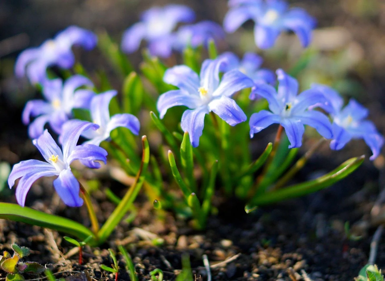 Cebulicę syberyjską można sadzić pod drzewami i krzewami