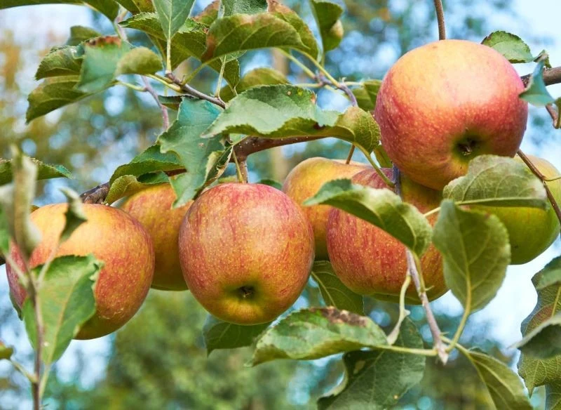 Mocne słońce i upały we wrześniu szkodzą dojrzewającym owocom