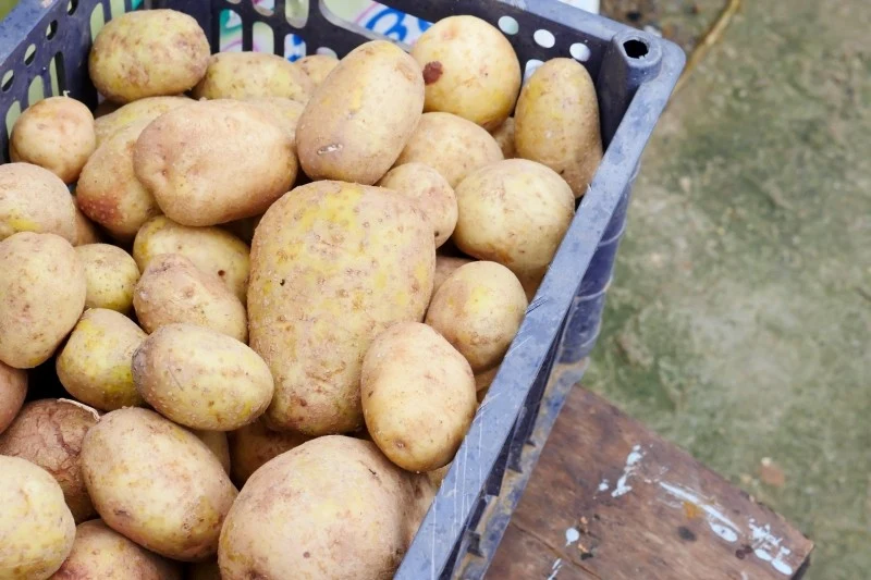 Ziemniaki należy przechowywać w suchym i ciemnym miejscu w temperaturze 7-10 st