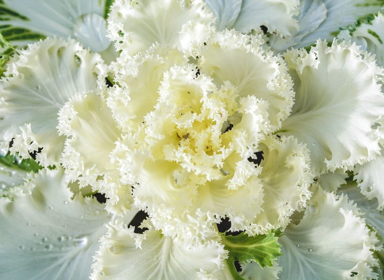 Mnogość odmian i kolorów to jedna z wielu zalet uprawy kapusty ozdobnej