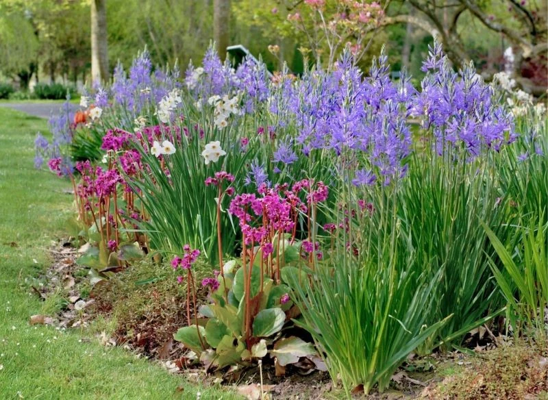 Ogrodowa kompozycja z kamasjami w roli głównej to barwna dekoracja - może znaleźć się w centralnym punkcie ogrodu lub w tle innych roślin łąkowych