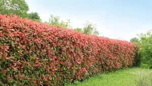 Głogownik (Photinia) doskonale nadaje się na gęsty i barwny żywopłot.