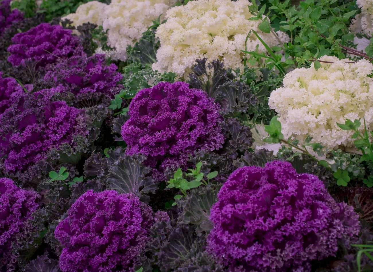 Kapusta ozdobna lubi słońce i żyzną glebę