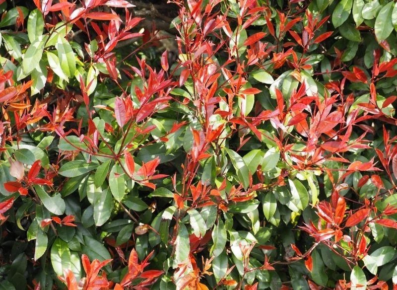 Głogownik Frazera to gatunek, który uprawia się u nas najczęściej