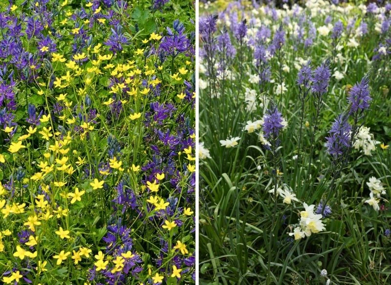 Kamasje można łączyć z rozmaitymi roślinami