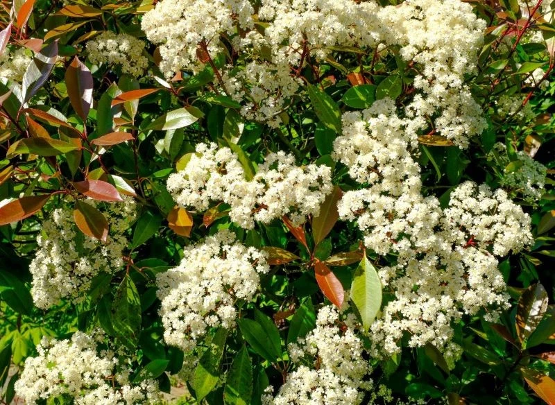 Głogownik wspaniale kwitnie