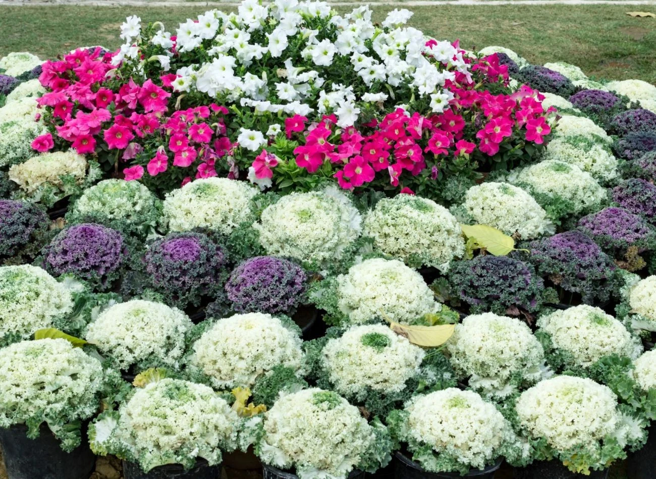 Kapusta ozdobna wytrzymuje niskie temperatury, dlatego nawet podczas lekkich zim pięknie prezentuje się w ogrodzie