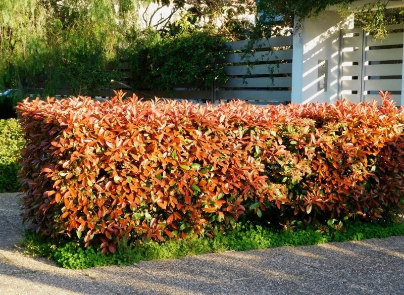 Głogownik Frasera to 'Red Robin' sprawdzi się jako formowany żywopłot