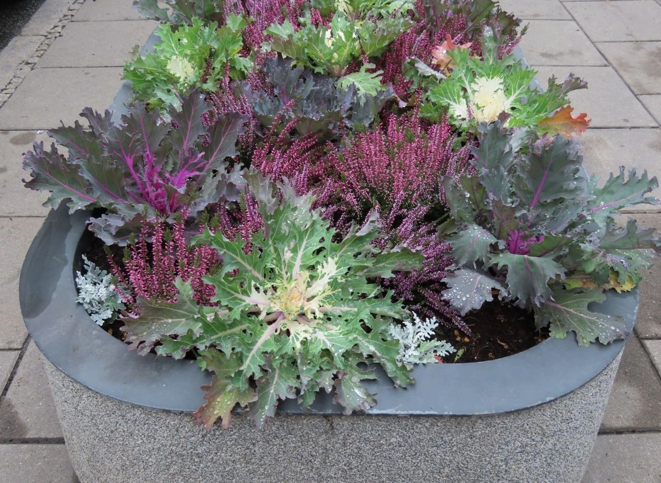 Wrzosy i kapusta ozdobna idealnie komponują się w donicach