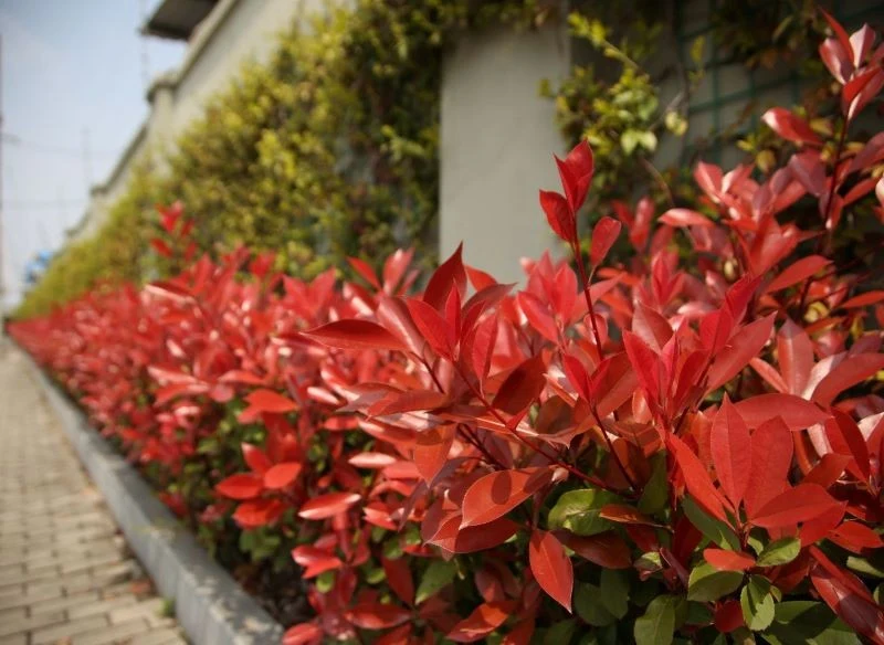 Młode głogowniki wymagają podlewania i okrywania na zimę