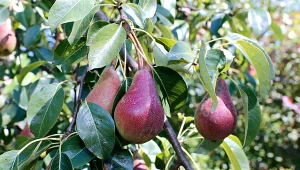 Red Bonkreta Williamsa to odmiana gruszy, która zasługuje na miejsce w każdym ogrodzie.