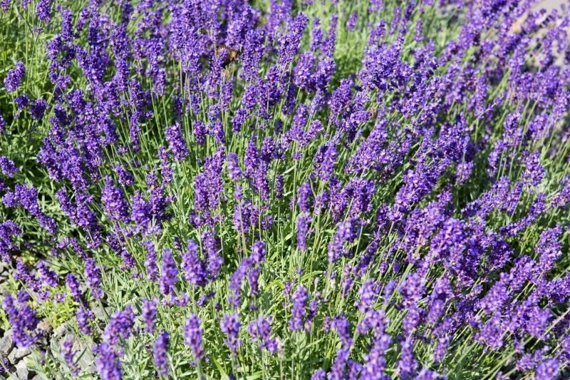 Lawenda wąskolistna 'Hidcote Blue Strain' wytrzyma nawet srogi mróz