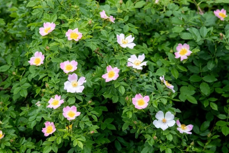 Dzika róża kwitnie od maja do lipca