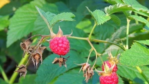 Po zebraniu ostatnich malin z krzaków, warto rozpocząć ich nawożenie.