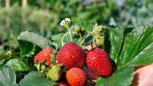 Pielęgnacja truskawek we wrześniu, gdy zbierzesz już wszystkie owoce, jest ważna, bo dzięki niej tych czerwonych pyszności w kolejnym sezonie będzie jeszcze więcej.