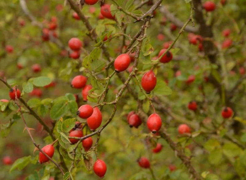 Owoce dzikiej róży to prawdziwa skarbnica witaminy C, która wzmacnia układ odpornościowy