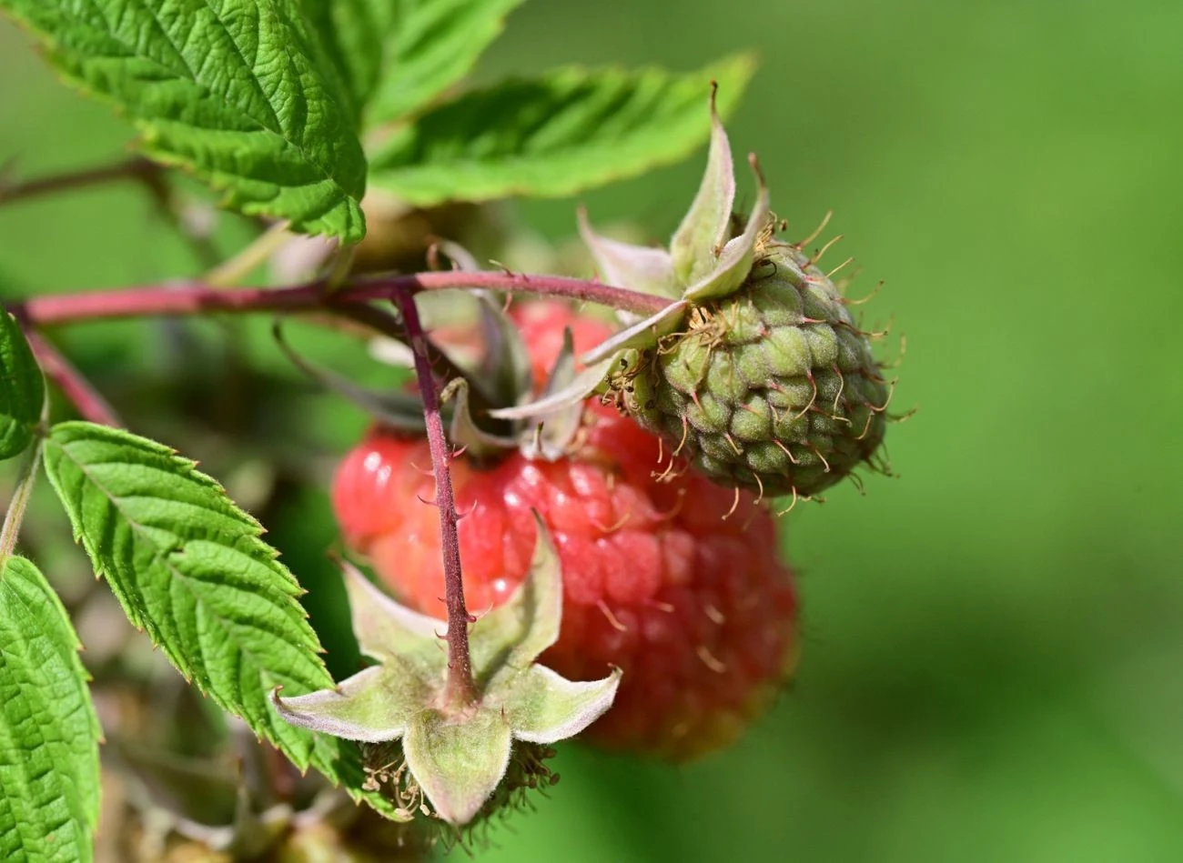 Podczas nawożenia malin trzeba wziąć pod uwagę ich odmianę