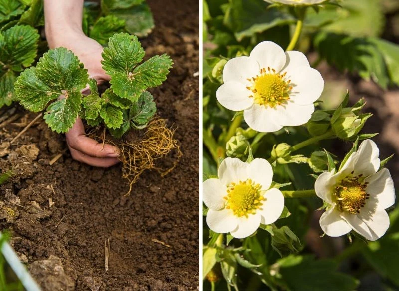 Truskawki po jesiennym podziale i przerywce zawiązują więcej kwiatów w sezonie, a co za tym idzie, lepiej owocują