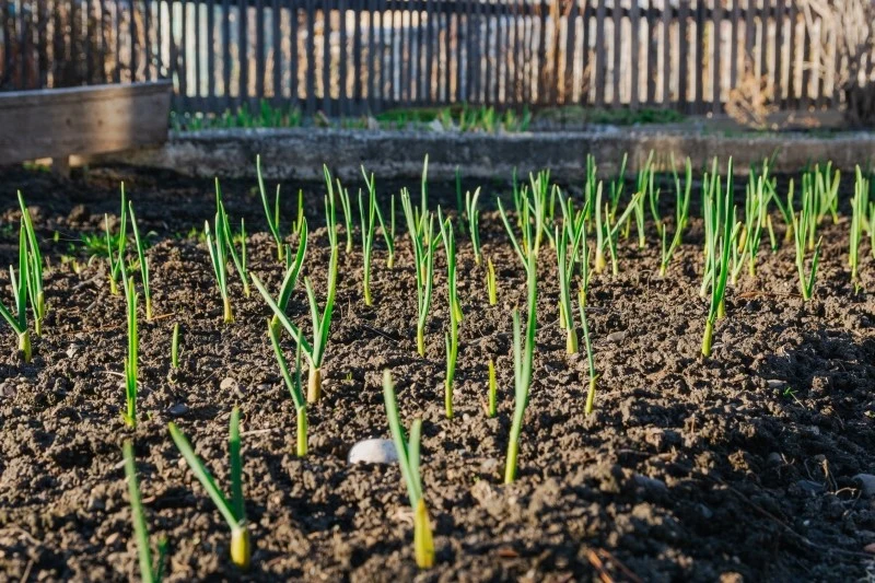 Uprawa pasowa pozwala na uzyskanie dużych i dorodnych główek czosnku