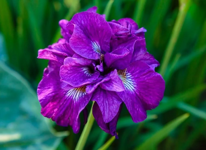 Irys syberyjski 'Roaring Jelly'