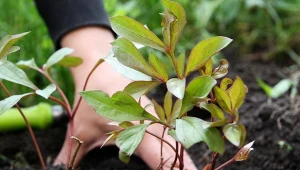Piwonie najlepiej rozmnażać i sadzić na początku wrześni