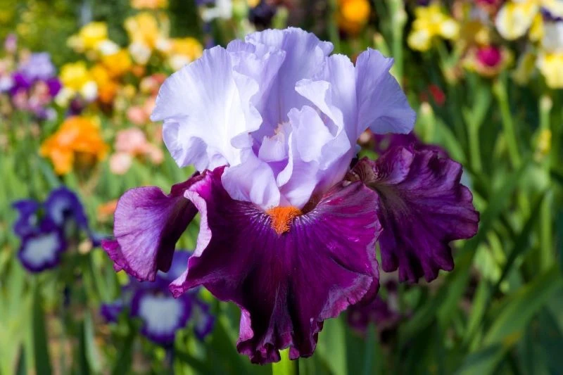 Irys bródkowy 'Fit For A King'