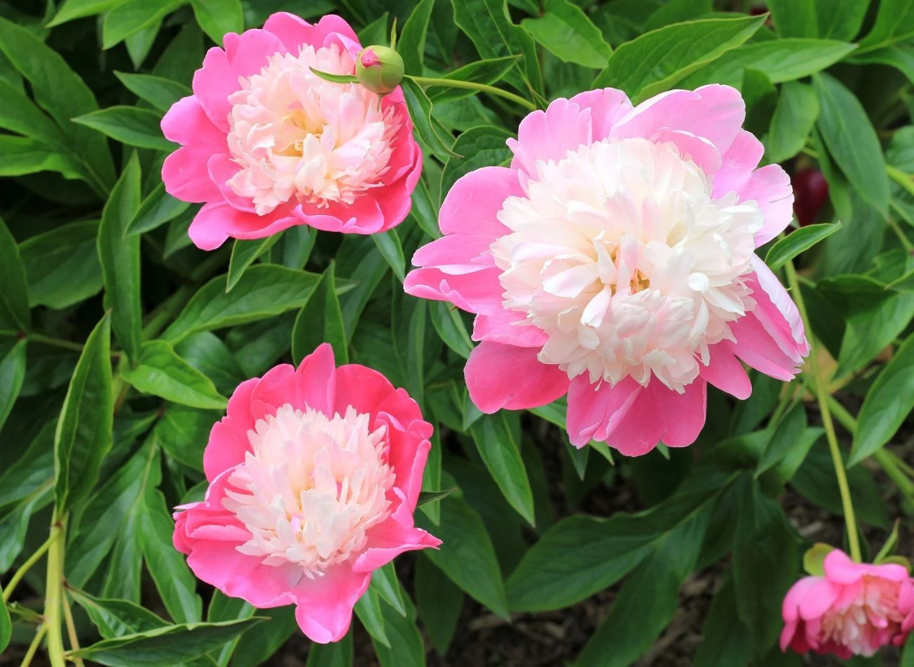 Przy rozmnażaniu piwonii należy pamiętać, że te kwiaty nie lubią częstego przesadzania