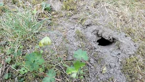 Charakterystyczna dziura w ziemi to wejście do tunelu nornicy./Deccoria.pl