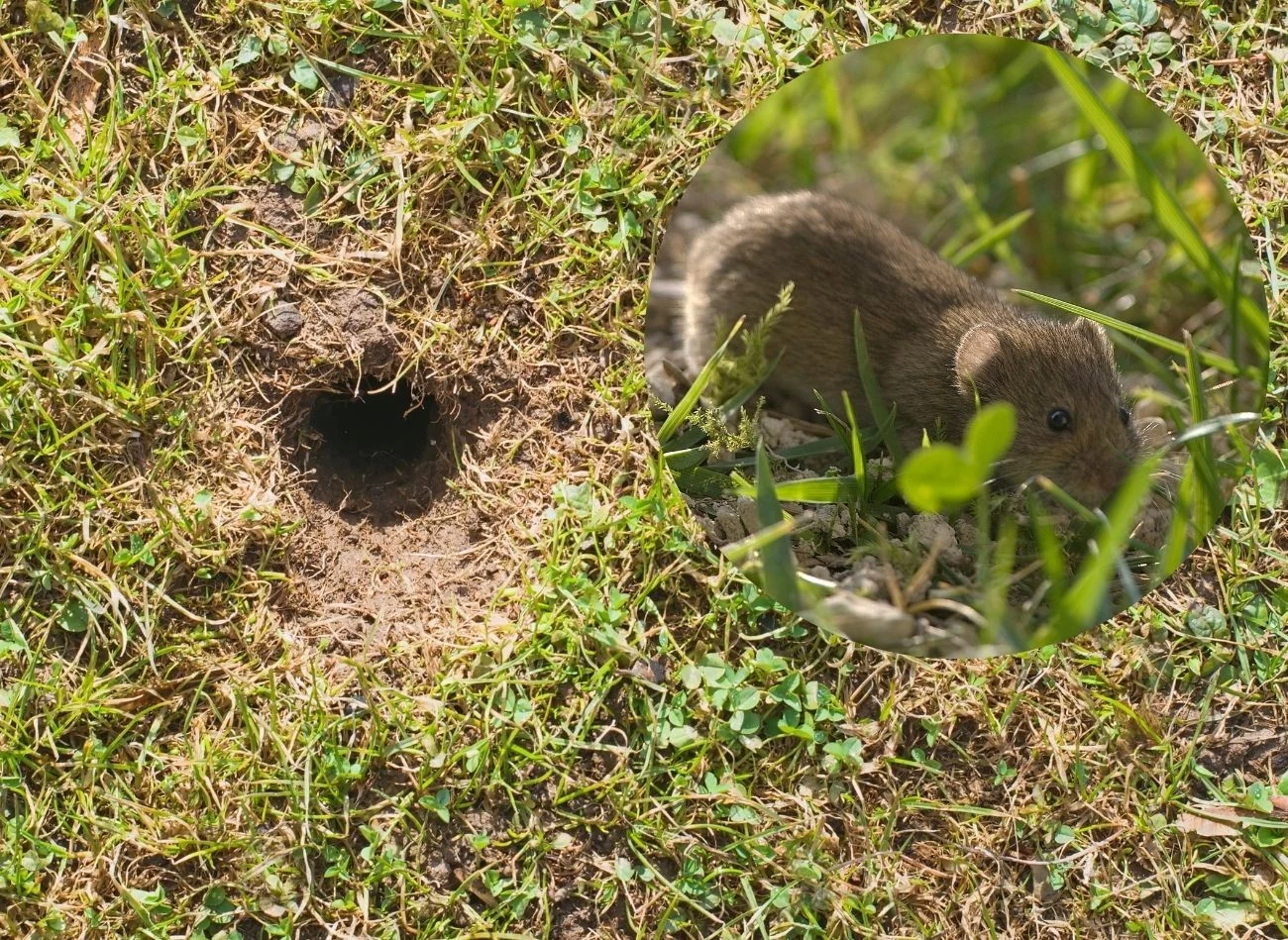 Nornice żywią się młodymi pędami, korzeniami i owocami roślin