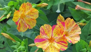 Dziwaczek peruwiański (Mirabilis jalapa) to piękna roślina, która kwitnie nocą.