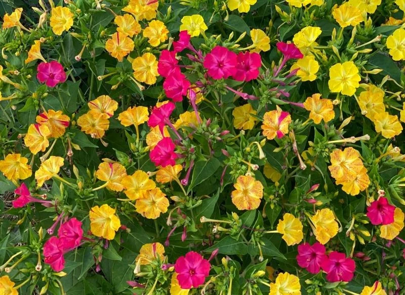 Zjawiskowe kwiaty dziwaczka jalapa mają przyjemny zapach