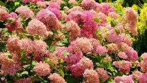 Co posadzić obok hortensji bukietowej? Możliwości jest wiele, ale nie każda roślina będzie odpowiednia. W jakim towarzystwie hortensje osiągną pełnię rozkwitu?