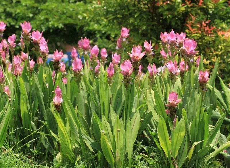 Kurkuma wąskolistna rośnie najokazalej w ciepłym i wilgotnym klimacie