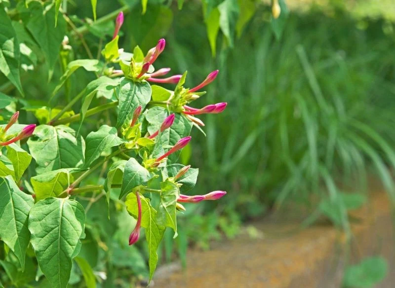W słoneczne dni kwiaty dziwaczka peruwiańskiego pozostają zamknięte