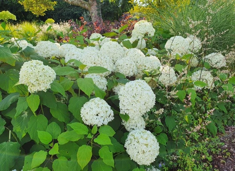 Towarzystwo dla hortensji powinno mieć podobne wymagania oraz nie może konkurować o wodę i składniki