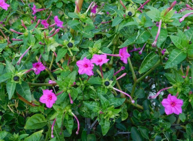 Dziwaczek peruwiański w przeciętnej glebie słabiej kwitnie