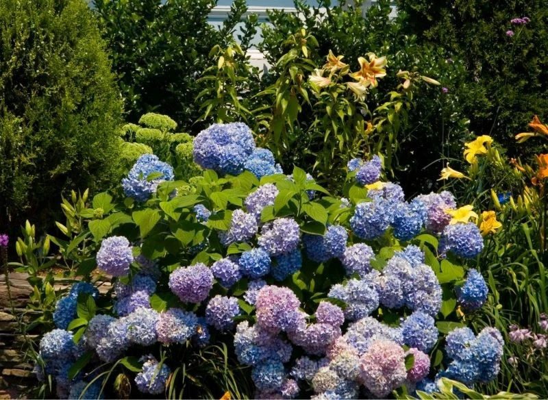 Oto przykład aranżacji, w której tło dla hortensji tworzą rośliny zielone, głównie iglaki, a na pierwszy plan wysuwają się kolorowe kwiaty