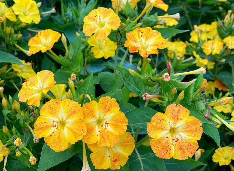 Dziwaczek jalapa potrzebuje systematycznego nawożenia