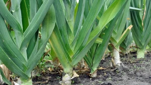 Poznaj sposób na grube i duże pory, który można zastosować we wrześniu.