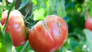 Jak uratować zmarnowane upałami i suszą warzywa? Zrób prostą, ale skuteczną odżywkę.