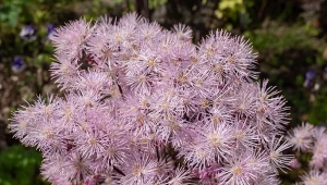 Rutewka wyróżnia się niezwykle dekoracyjnymi kwiatami przyciągającymi wzrok.