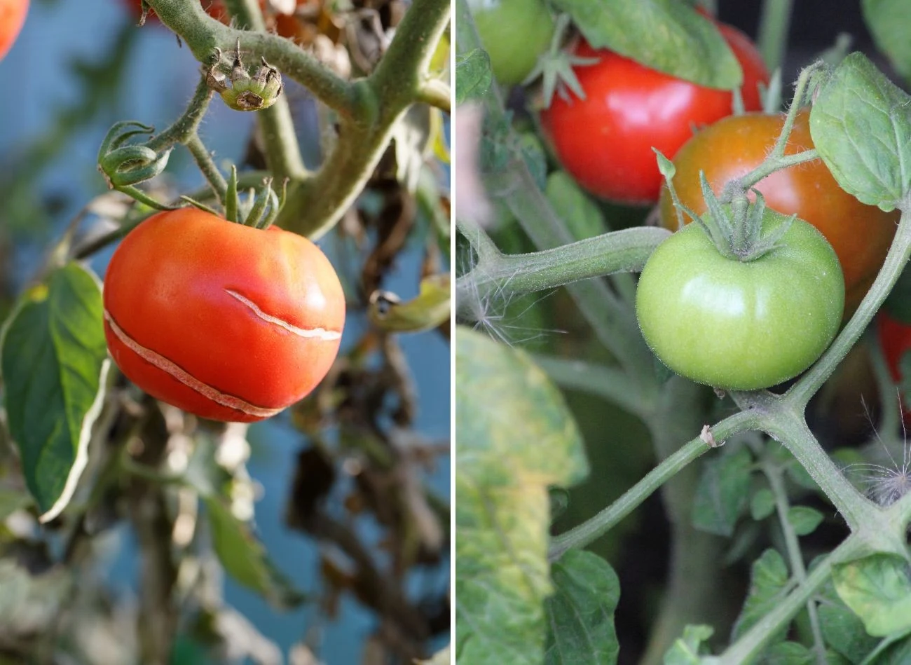 Warzywa w ogrodzie narażone są na palące słońce i długie okresy bezdeszczowe